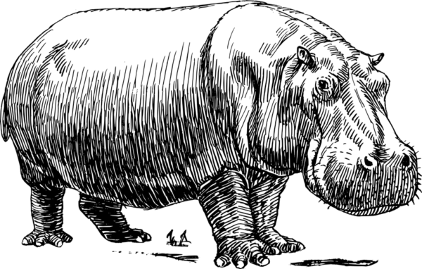 hippo-153037_960_720 hippo-153037_960_720