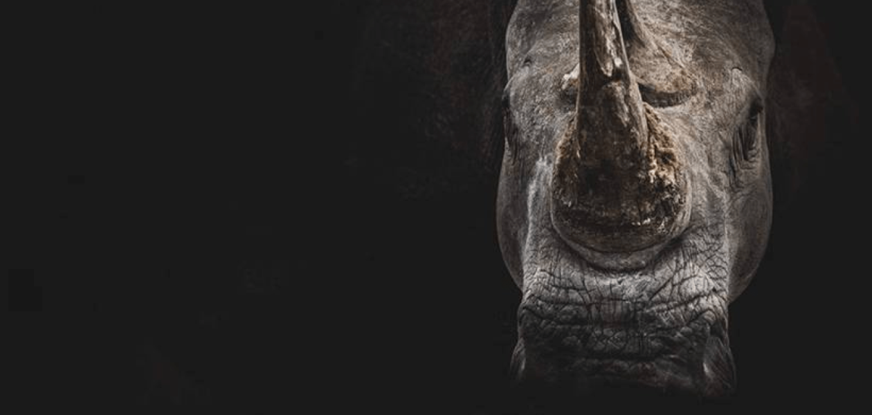 savetherhino-header