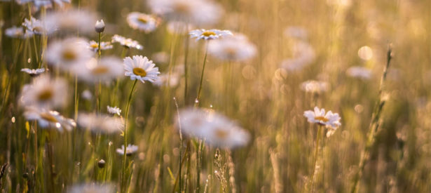 daisy-in-field