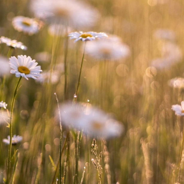 daisy-in-field